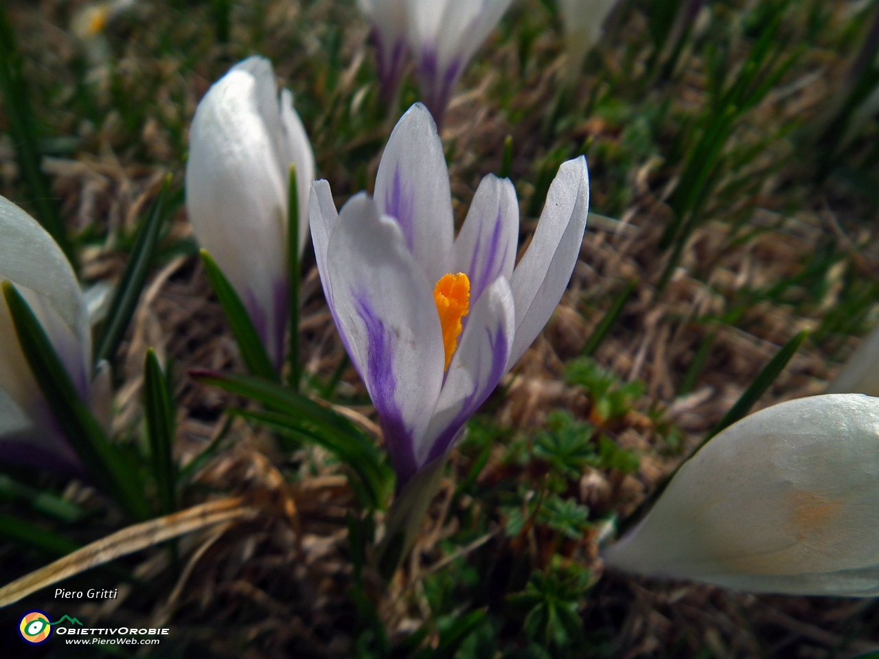 34 Crocus....JPG